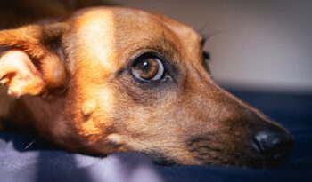 Loopse hond - Grote-hondenrassen