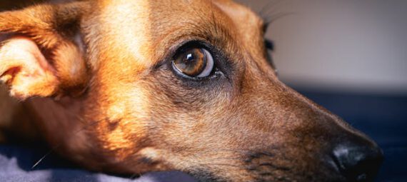 Loopse hond - Grote-hondenrassen