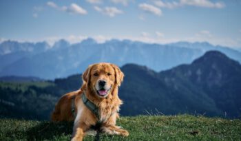 Golden retriever