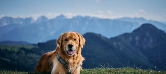 Golden retriever