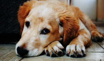 Hond die zielig kijkt. Schijndracht bij honden - Grote-hondenrassen.nl