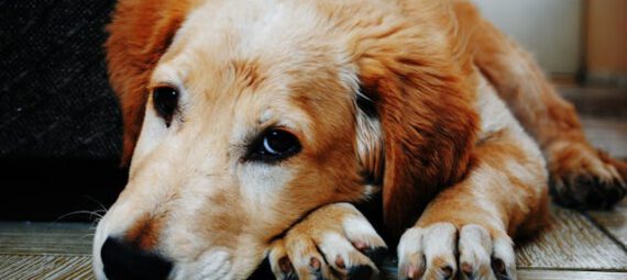 Hond die zielig kijkt. Schijndracht bij honden - Grote-hondenrassen.nl
