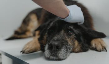 Sterilisatie hond - Grote-hondenrassen.nl