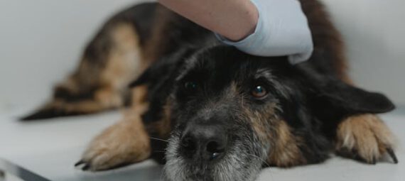 Sterilisatie hond - Grote-hondenrassen.nl