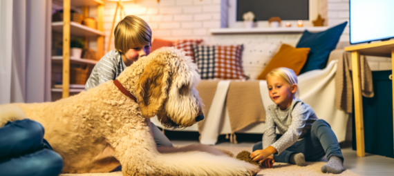 Waarom een Labradoodle het perfecte gezinshuisdier is