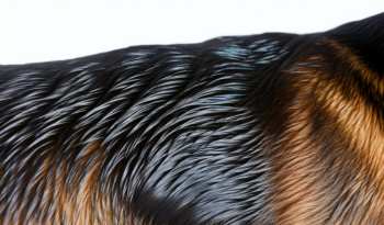 Wat de vacht van je hond vertelt over zijn gezondheid