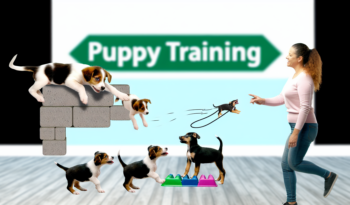 De Belangrijkste Redenen Waarom Puppy Training Essentieel is