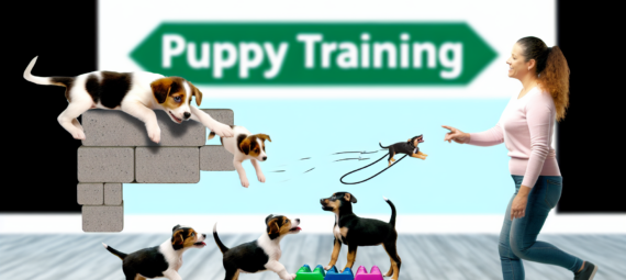 De Belangrijkste Redenen Waarom Puppy Training Essentieel is