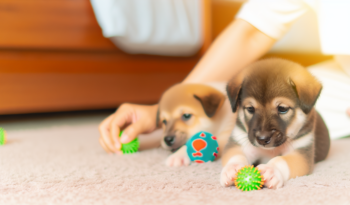 Het Belang van Vroege Leermomenten voor Jouw Puppy