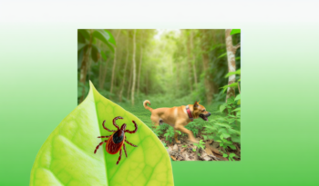 Het gevaar van teken bij honden en hoe je ze kunt voorkomen