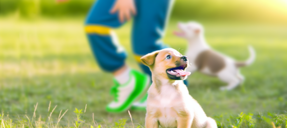Puppy training en teken: De basis voor een gezonde, gehoorzame hond